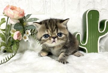 エキゾチックショートヘア【岐阜県・女の子・2021年2月22日・ブラウンパッチドタビー（ショート）】の写真「ご予約価格期間限定❣️」