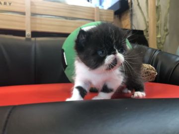 エキゾチックショートヘア【岐阜県・女の子・2019年5月7日・ブラック&ホワイト（ショート）】の写真「ぶさかわ💞」