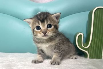 マンチカン(長足)【岐阜県・女の子・2022年3月15日・ブラウンタビー（ショート）】の写真「めちゃかわ💕」