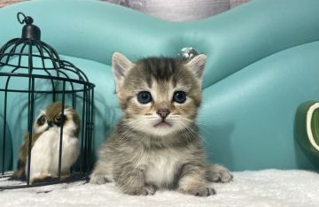 マンチカン(短足)【岐阜県・男の子・2022年3月15日・ブラウンタビー（ショート）】の写真「短足✨」