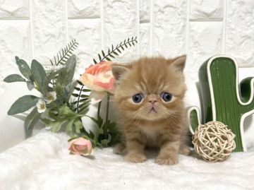 エキゾチックショートヘア【岐阜県・男の子・2021年1月30日・レッドタビー（ショート）】の写真「究極のエキゾ💕」