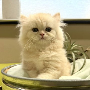 エキゾチックショートヘア【岐阜県・男の子・2024年9月3日・クリームタビー（ロング）】の写真「ふわふわ💕」