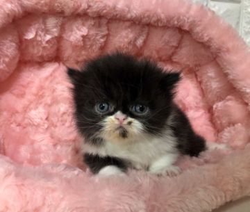 エキゾチックショートヘア【岐阜県・女の子・2019年1月15日・ブラック&ホワイト（ロング）】の写真「ふわもこ💕」