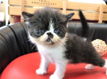 エキゾチックショートヘア【岐阜県・男の子・2020年8月17日・ブラックホワイト（ショート）】の写真「かわいい💕」