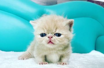 ミヌエット【岐阜県・男の子・2022年1月16日・クリームタビー（ショート）】の写真「鼻ぺちゃ極短足✨
動画最新になりました。」