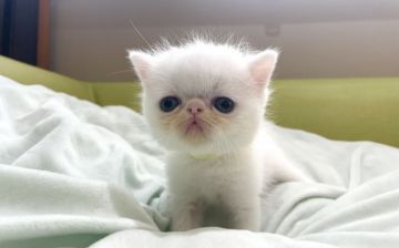 エキゾチックショートヘア【岐阜県・男の子・2021年9月10日・ホワイト（ショート）】の写真「希少カラー💕
期間限定価格❣️」