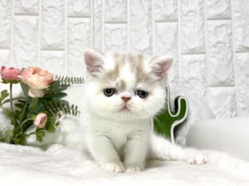 エキゾチックショートヘア【岐阜県・男の子・2021年2月22日・クリームホワイト（ショート）】の写真「期間限定掲載❣️」