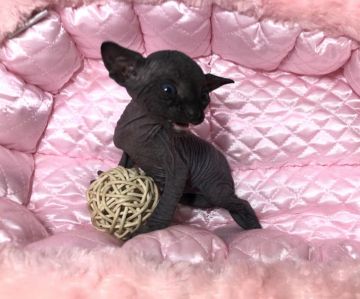 スフィンクス【岐阜県・男の子・2020年8月20日・ブラック】の写真「魅惑のブラック✨」