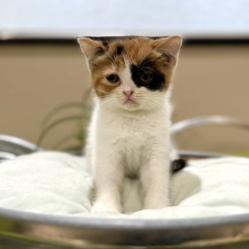 ミヌエット(長足)【岐阜県・女の子・2024年5月16日・キャリコ】の写真「めちゃかわ💕」