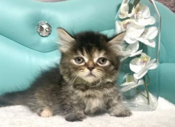 ミヌエット【岐阜県・男の子・2021年11月20日・ブラウンタビー（ロング）】の写真「極短足💕」