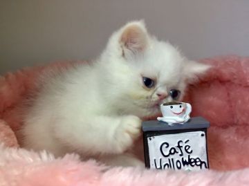 エキゾチックショートヘア【岐阜県・男の子・2017年8月25日・ホワイト（ショート）】の写真「ブルーアイ✨」