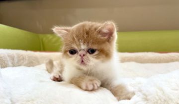 エキゾチックショートヘア【岐阜県・男の子・2021年4月10日・レッドタビーホワイト（ショート）】の写真「6月6日まで販売予定」