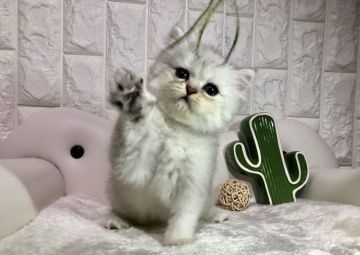 ミヌエット【岐阜県・男の子・2019年5月8日・チンチラシルバー】の写真「最高のクオリティでお値打ち価格❣️」