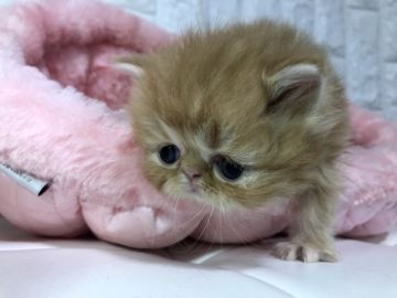 エキゾチックショートヘア【岐阜県・男の子・2019年2月3日・レッドタビー（ロング）】の写真「ふわもこ💓」