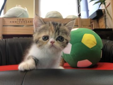 エキゾチックショートヘア【岐阜県・女の子・2019年5月1日・ブラウンパッチドタビー&ホワイト（ショート）】の写真「かわいい💕」