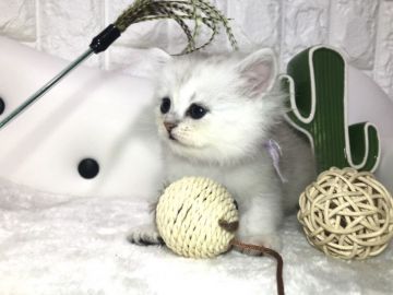ペルシャ(チンチラ)【岐阜県・女の子・2020年2月8日・シルバー（ロング）】の写真「かわいい💕」