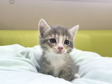 マンチカン(短足)【岐阜県・女の子・2022年1月17日・ブルーパッチドタビーホワイト（ショート）】の写真「淡いカラー💕」