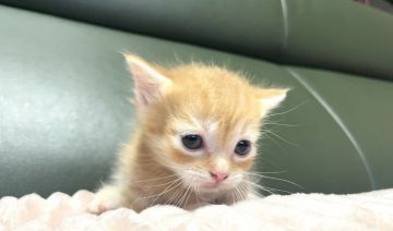 マンチカン(短足)【岐阜県・男の子・2021年9月10日・レッドタビー（ショート）】の写真「きれいなレッド💕」