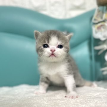 マンチカン(長足)【岐阜県・男の子・2023年6月29日・ブルータビーホワイト（ショート）】の写真「めちゃかわ💕」