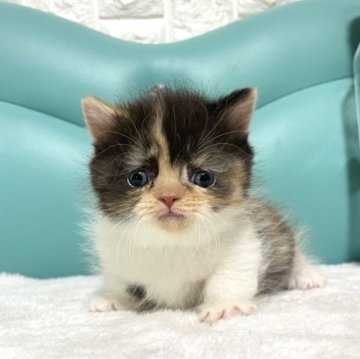 ミヌエット(短足)【岐阜県・女の子・2023年4月4日・キャリコ】の写真「極短足💕めちゃかわ💕」