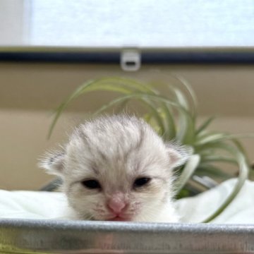 ミヌエット(長足)【岐阜県・男の子・2024年10月23日・シルバータビーホワイト】の写真「きれいなシルバー💫」