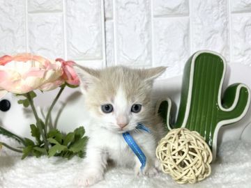 マンチカン(短足)【岐阜県・男の子・2021年1月22日・クリームタビーホワイト（ショート）】の写真「淡いカラー💕」