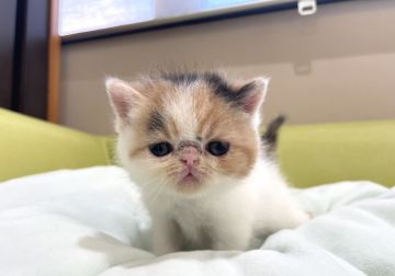 エキゾチックショートヘア【岐阜県・女の子・2021年10月2日・キャリコ（ショート）】の写真「鼻ぺちゃ💕」