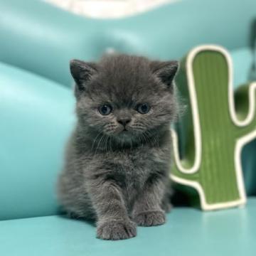 ミヌエット(長足)【岐阜県・男の子・2022年10月30日・ブルー】の写真「期間限定予約販売❣️」