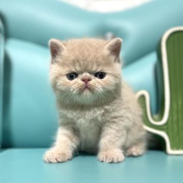 ミヌエット(短足)【岐阜県・男の子・2022年10月30日・クリームタビー（ショート）】の写真「期間限定販売❣️」