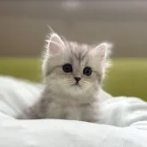 ペルシャ(チンチラ)【岐阜県・女の子・2023年8月10日・チンチラシルバー】の写真1「めちゃかわ💕」