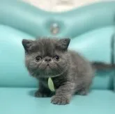 エキゾチックショートヘア【岐阜県・男の子・2023年2月17日・ブルータビー】の写真1「めちゃかわ💕」