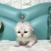 ペルシャ(チンチラ)