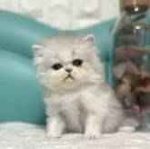 エキゾチックショートヘア【岐阜県・女の子・2023年5月27日・シルバー】の写真1「ふわふわ💕」