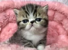 エキゾチックショートヘア【岐阜県・女の子・2019年1月15日・ブラウンタビー&ホワイト】の写真1「バランスの良い子💕」