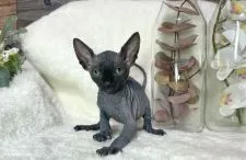 バンビーノ【岐阜県・男の子・2021年8月24日・ブラック】の写真1「魅惑のブラック💕」