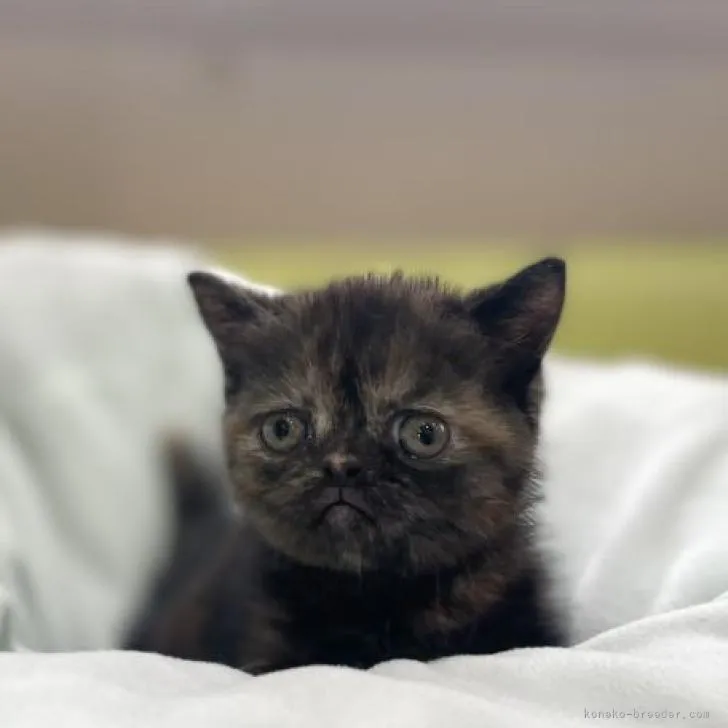 ID：2207-03004の子猫