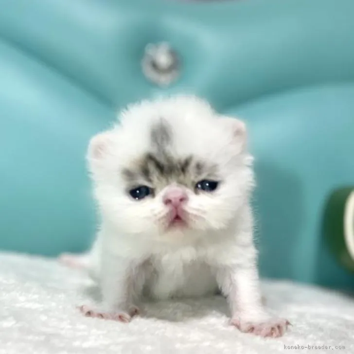 ID：2209-02355の子猫