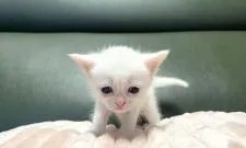 マンチカン(長足)【岐阜県・女の子・2021年9月10日・ホワイト】の写真2「かわいい💕」