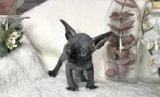 バンビーノ【岐阜県・男の子・2021年8月24日・ブラック】の写真2「かわいい💕」