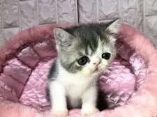 エキゾチックショートヘア【岐阜県・男の子・2020年7月10日・ブルータビーホワイト】の写真2「甘えん坊な予感💕」