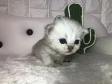 ペルシャ(チンチラ)【岐阜県・男の子・2019年6月5日・シルバー】の写真3「甘えん坊さん💞」