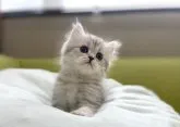 ペルシャ(チンチラ)【岐阜県・女の子・2023年8月10日・チンチラシルバー】の写真3「めちゃかわ💕」