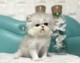 エキゾチックショートヘア【岐阜県・女の子・2023年5月27日・シルバー】の写真3「ふわもこ💕」