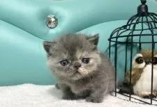 ミヌエット【岐阜県・女の子・2022年1月16日・ブルークリーム】の写真3「めちゃかわ💕」