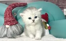 ペルシャ(チンチラ)【岐阜県・女の子・2021年11月26日・シルバー】の写真3「かわいい💕」