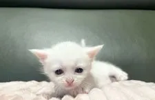 マンチカン(長足)【岐阜県・女の子・2021年9月10日・ホワイト】の写真4「めちゃかわ💕」