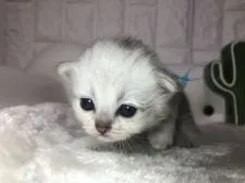 ペルシャ(チンチラ)【岐阜県・男の子・2019年6月5日・シルバー】の写真4「将来楽しみ💞」