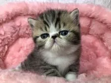 エキゾチックショートヘア【岐阜県・女の子・2019年1月15日・ブラウンタビー&ホワイト】の写真4「鼻の凹みも👍」