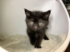 エキゾチックショートヘア【岐阜県・男の子・2018年1月1日・ブラック】の写真4「甘えん坊〜💕」