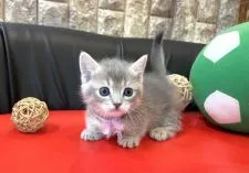 マンチカン(短足)【岐阜県・女の子・2021年2月2日・ブルータビー】の写真5「将来楽しみ💕」